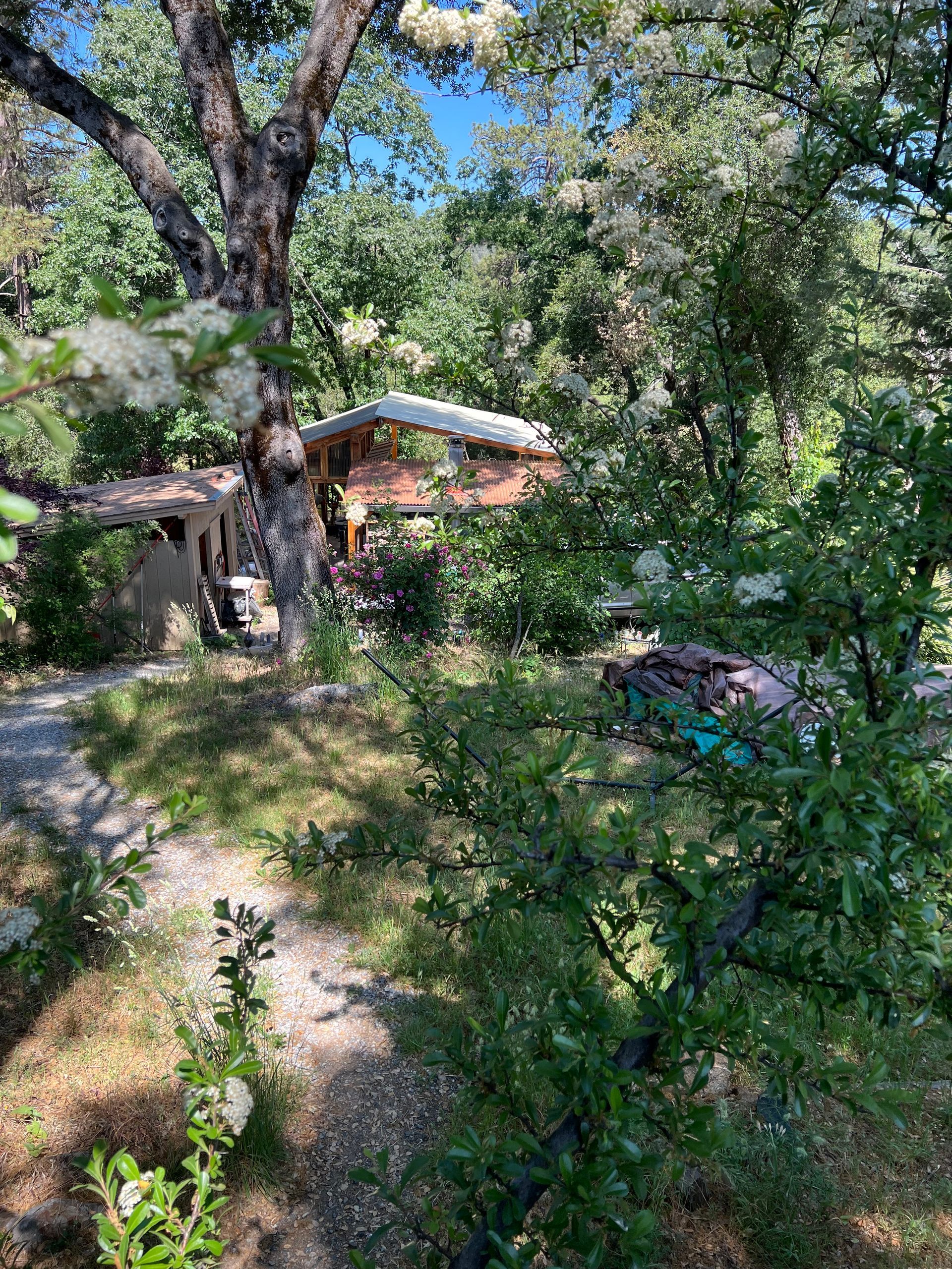 Sunrise Pottery's outdoor studio space, surrounded by green plants and flowers, with a small gravel path to the studio
