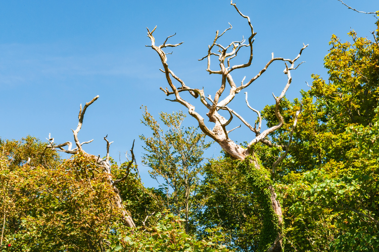 A tree with a lot of branches and leaves