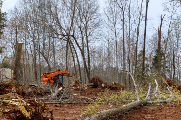 A bulldozer is cutting down trees in a forest.