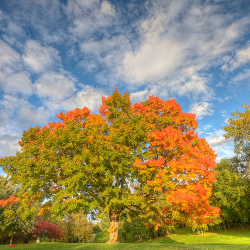 A tree with red and green leaves in a park