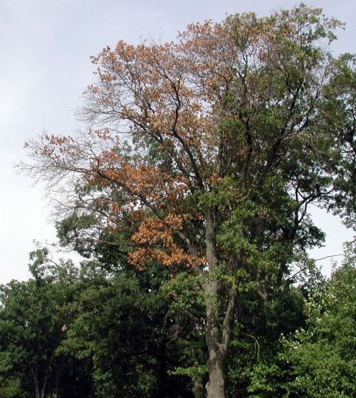 A tree with brown leaves in the middle of a forest