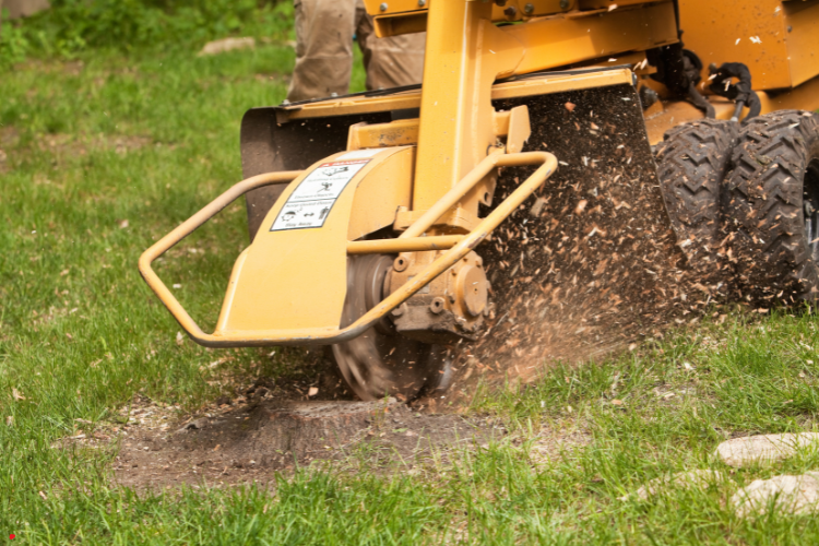 A person is using a stump grinder to remove a tree stump.