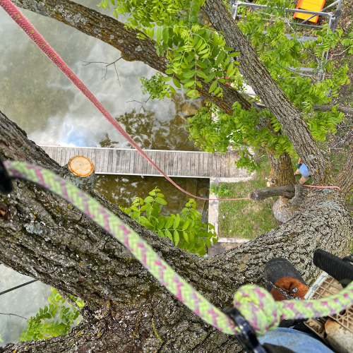 A person is climbing a tree with a rope around their waist.