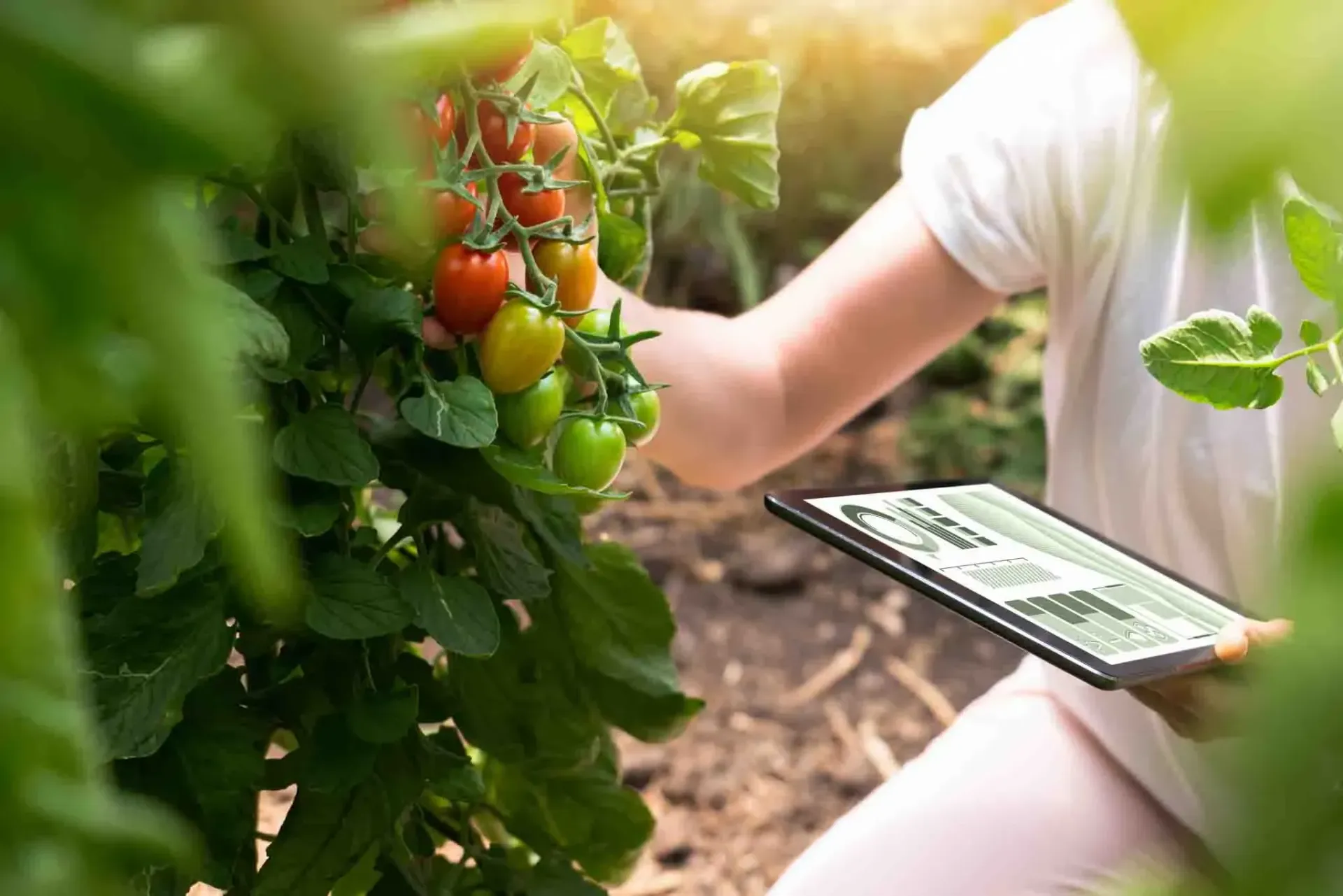 a person is picking tomatoes from a plant while holding a tablet