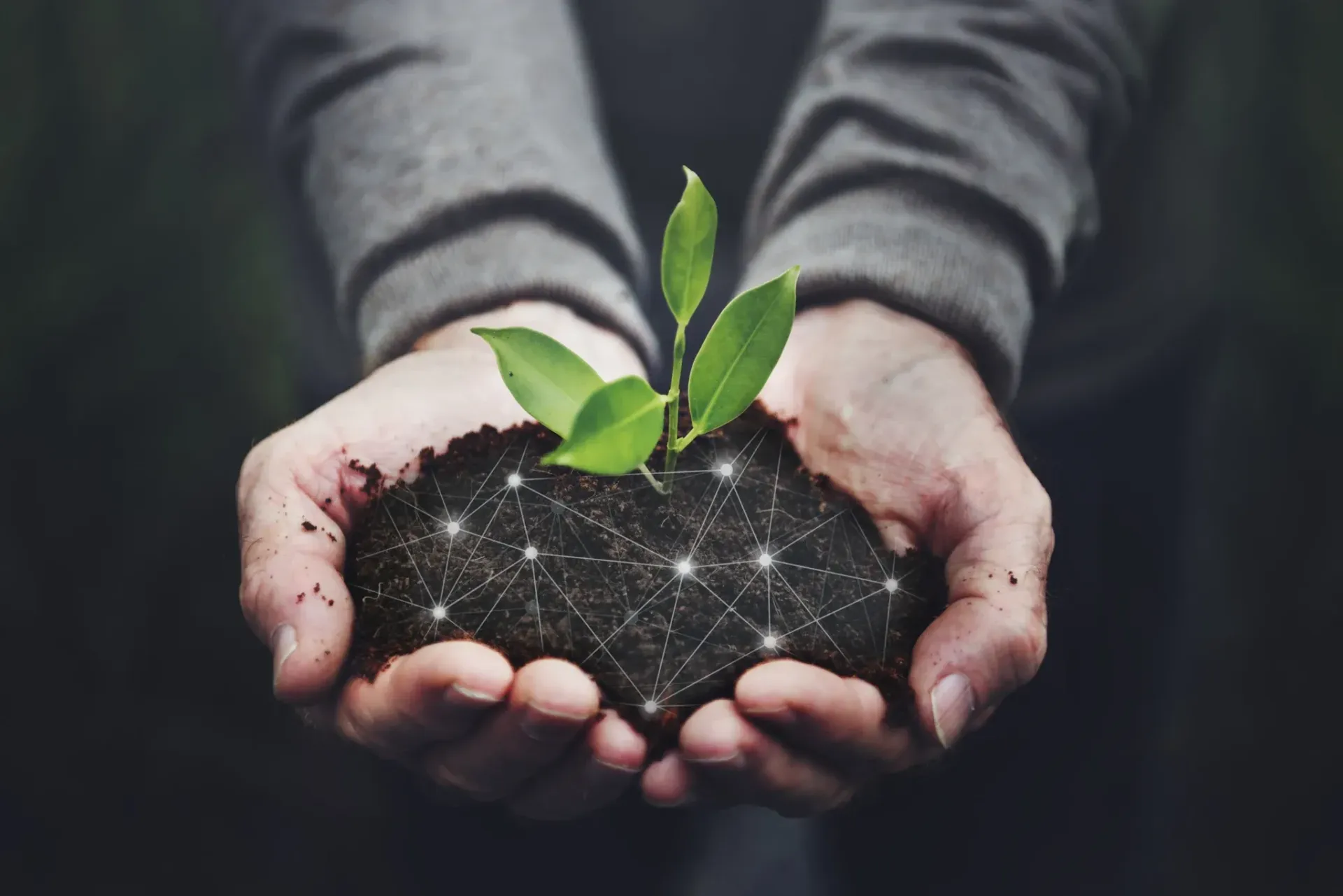 a person is holding a small plant in their hands