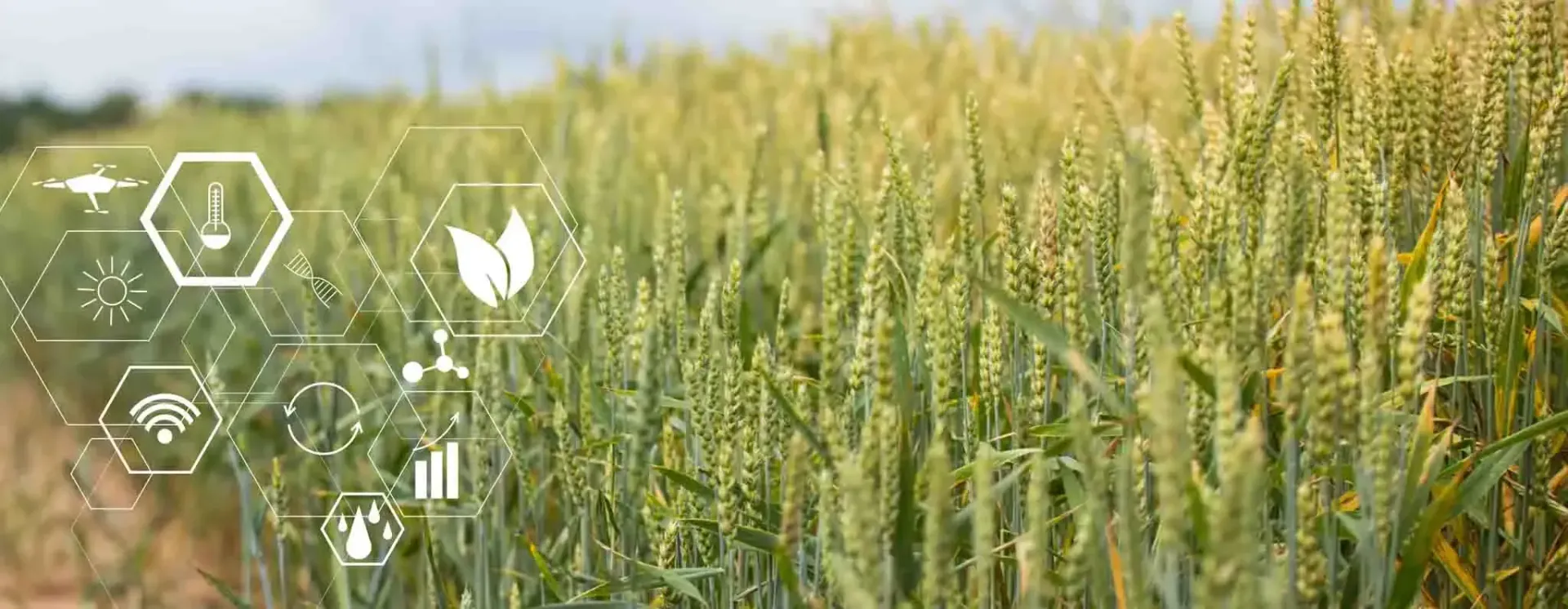 a field of wheat with a bunch of icons on it
