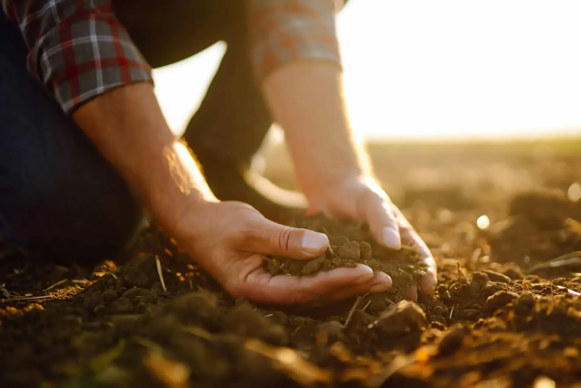 a person is holding a pile of dirt in their hands