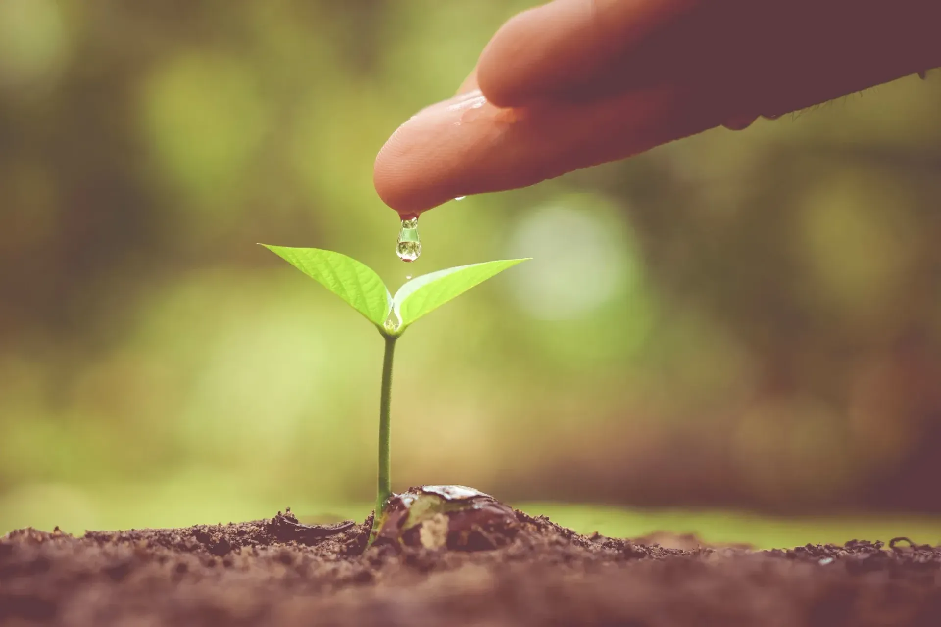 a person is watering a small plant with their finger