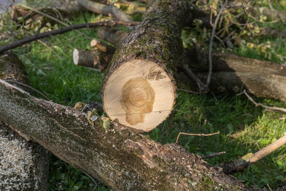 A tree branch has been cut in half and is laying on the grass.