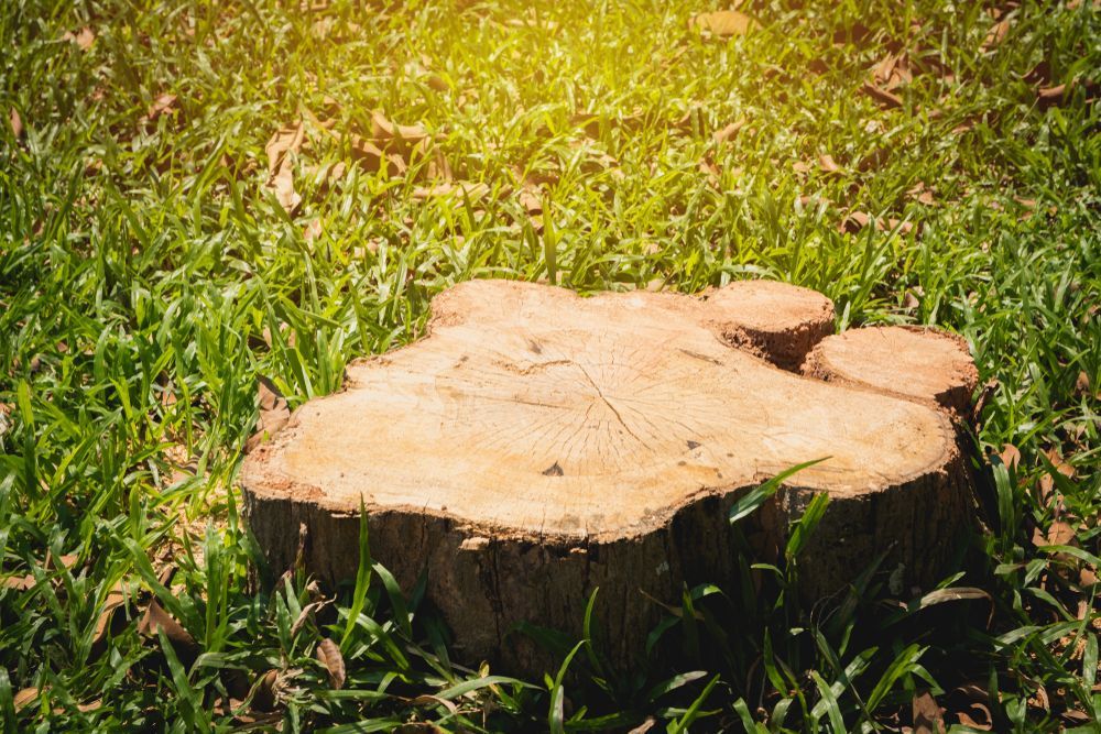 A tree stump is sitting on top of a lush green field.