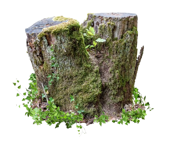 A tree stump covered in moss and ivy on a white background.