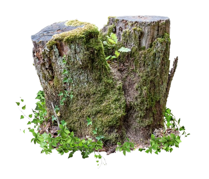 A tree stump covered in moss and ivy on a white background.