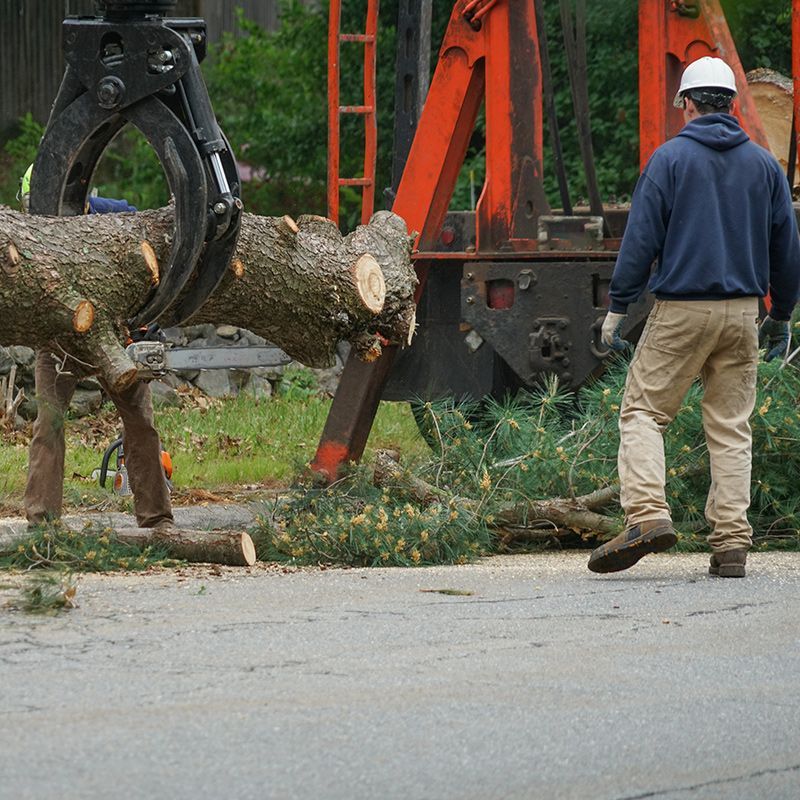 A man wearing a hard hat stands in front of a large tree