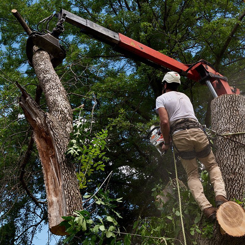 A man is cutting down a tree with a chainsaw