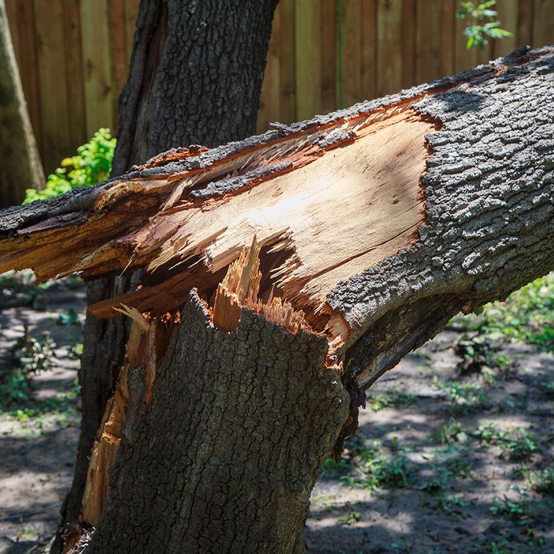 A tree that has been broken in half by a storm.