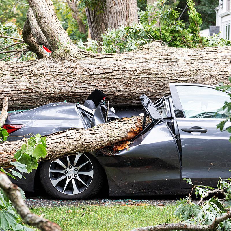 A car has been damaged by a tree that has fallen on it.
