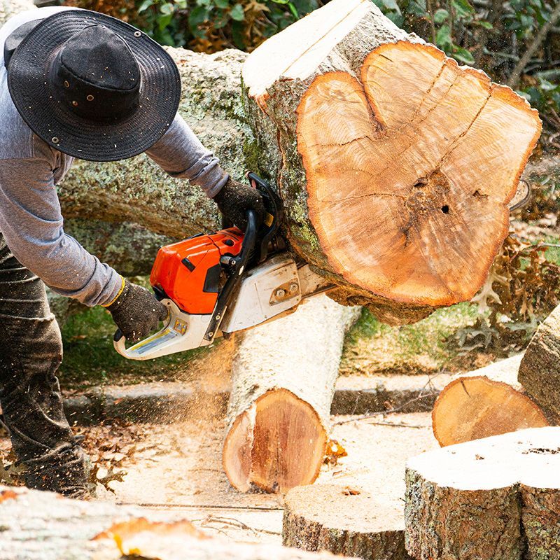 A man is cutting a tree with a chainsaw.