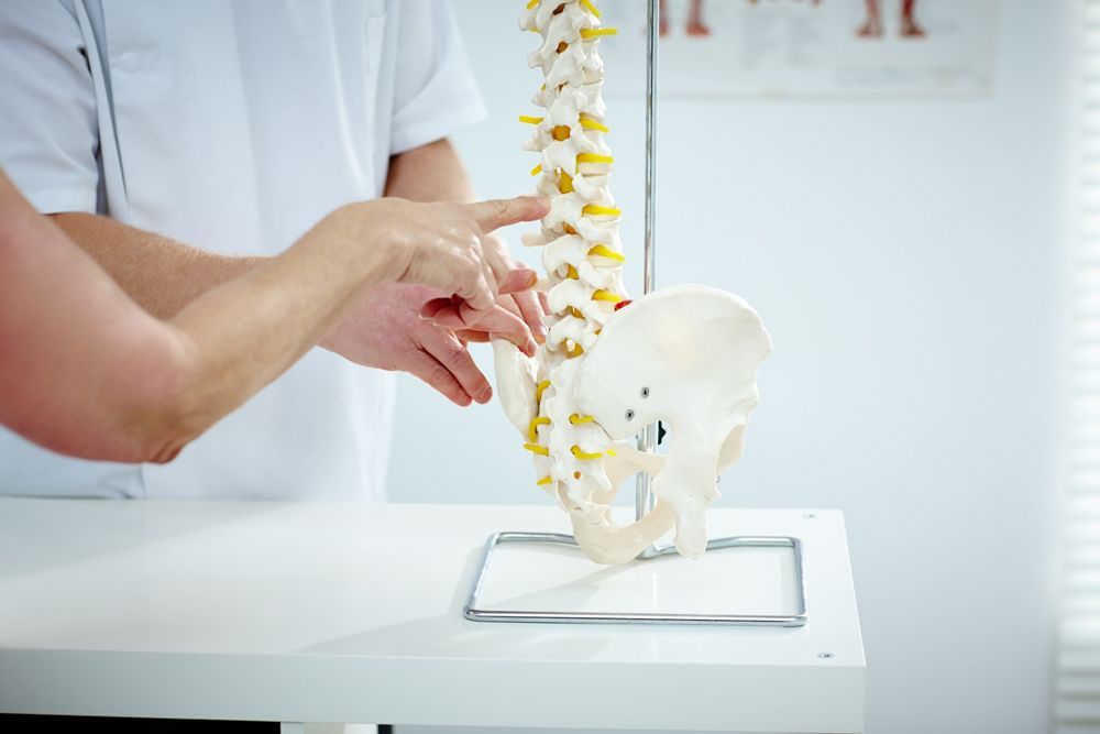 Chiropractor Explains Patient Using Plastic Model — Rome, GA — Proctor-Keene Chiropractic Clinic