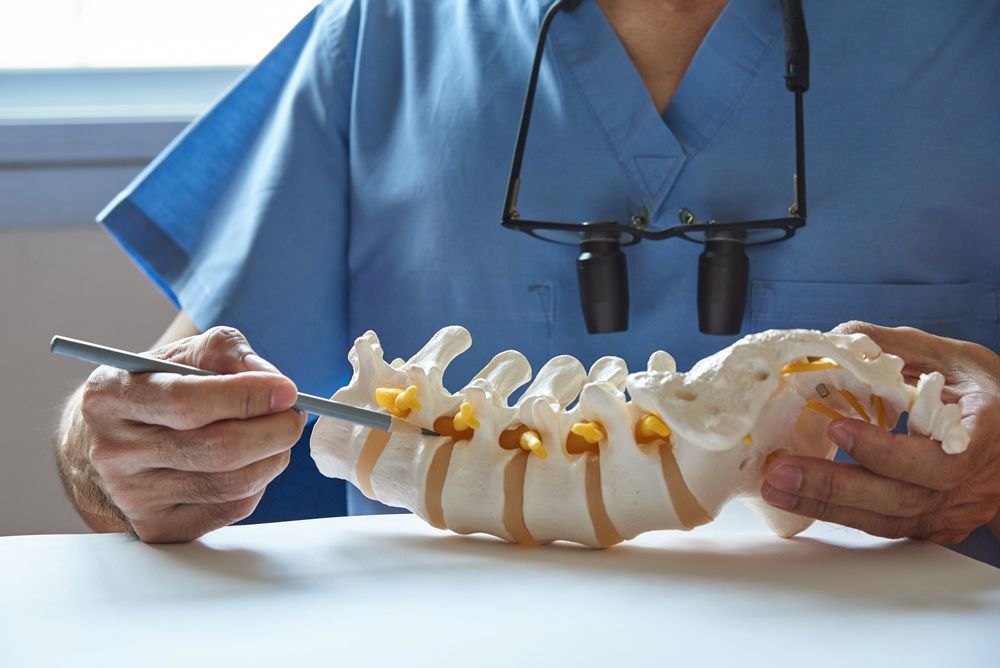 Chiropractor Holding Plastic Model — Rome, GA — Proctor-Keene Chiropractic Clinic