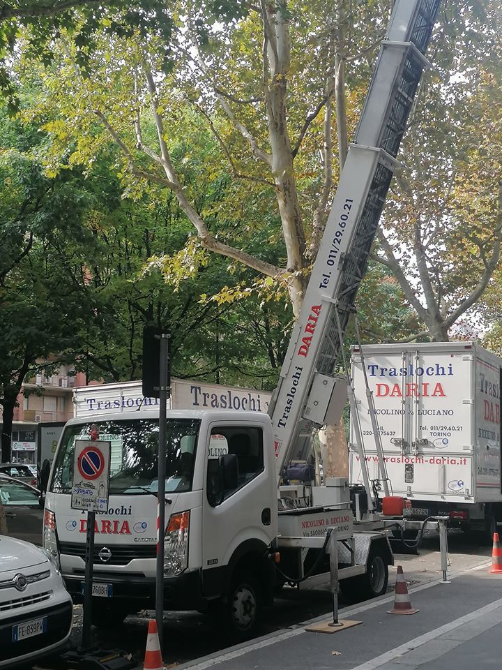 Una gru montata su un camion solleva un albero in strada, con coni e veicoli parcheggiati nelle vicinanze.