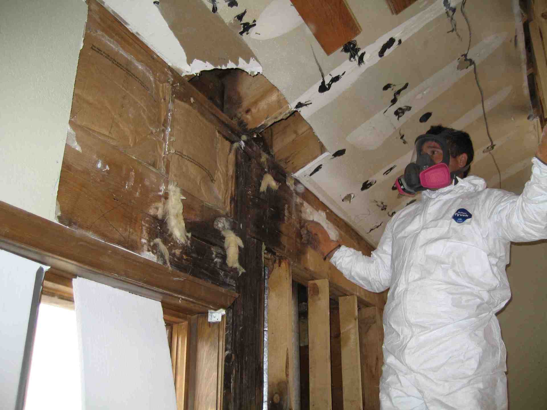 Mold Removal Germantown MD