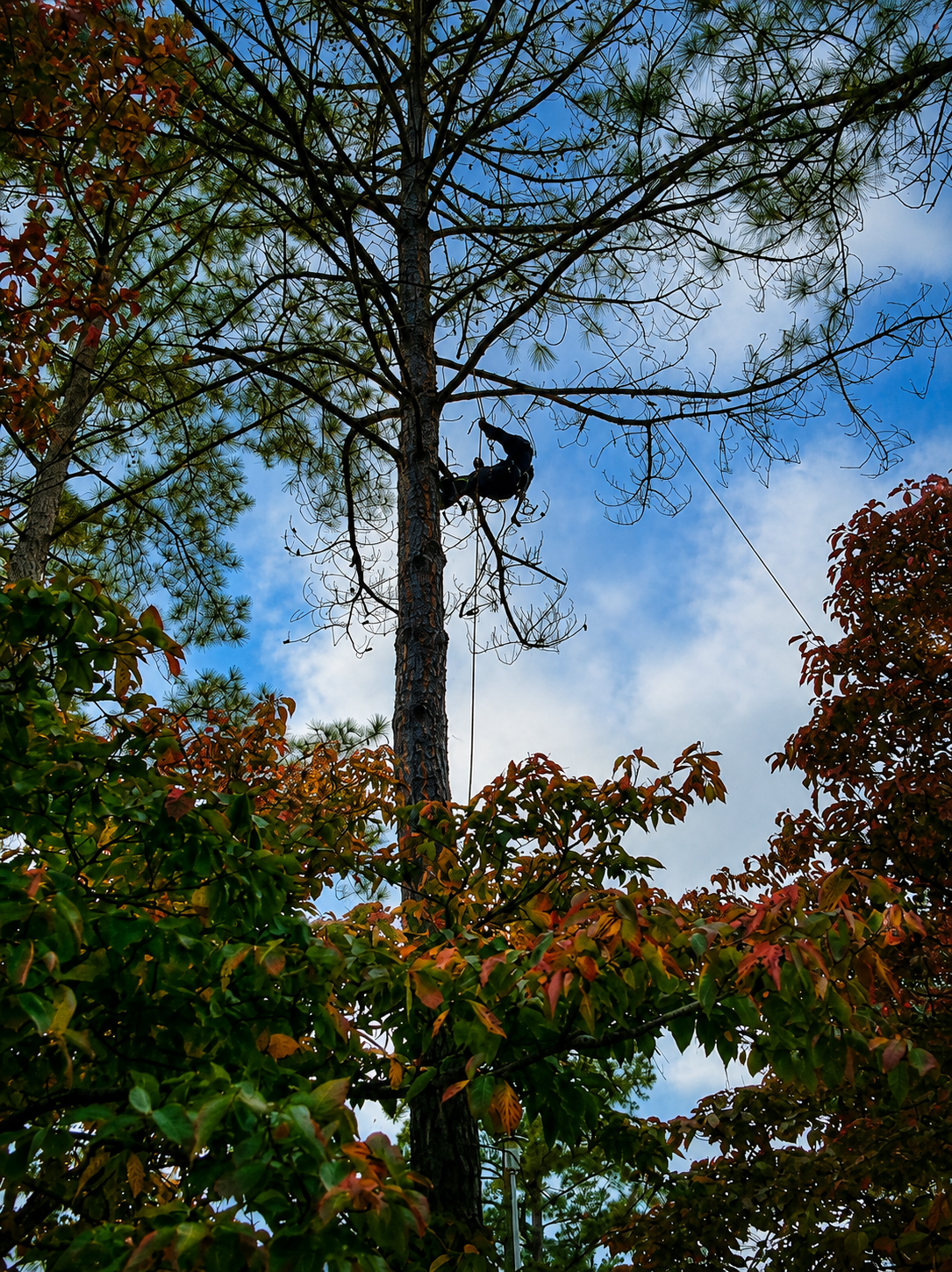 Tall tree with a nest in its trunk against a blue sky, surrounded by autumn-colored foliage.