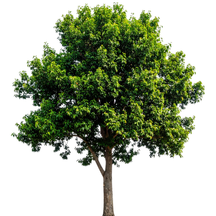 Green leafy tree with a single trunk on a white background