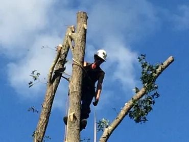 Person wearing a white helmet stands on a tall cut tree trunk against a blue sky.