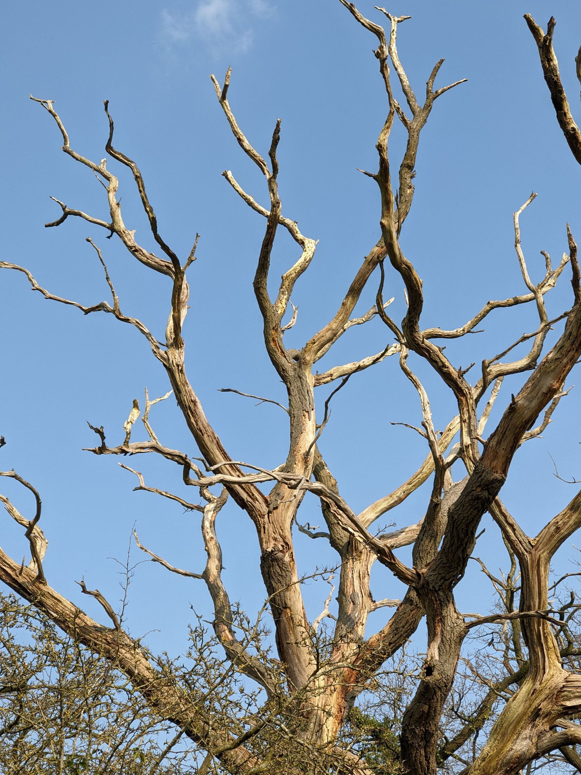 Leafless tree branches against a clear blue sky