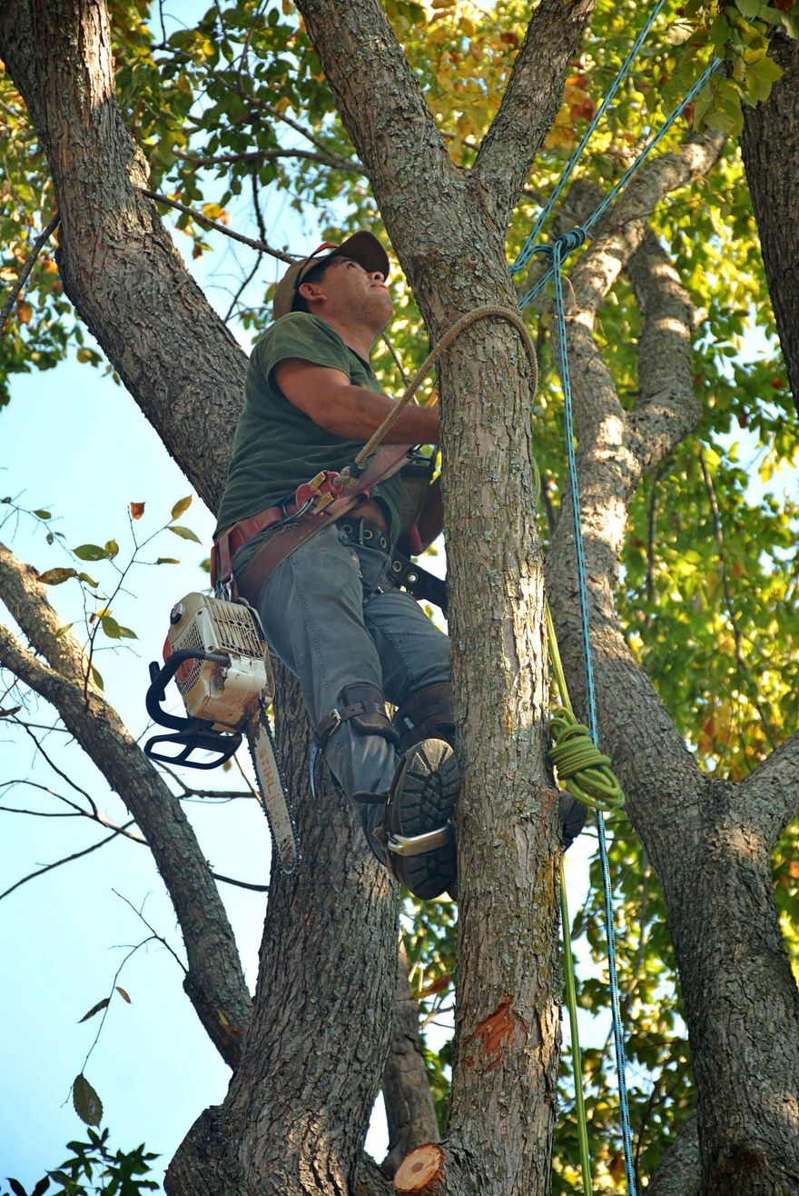 Worker climbing a tree with a harness and chainsaw, surrounded by green leaves and branches