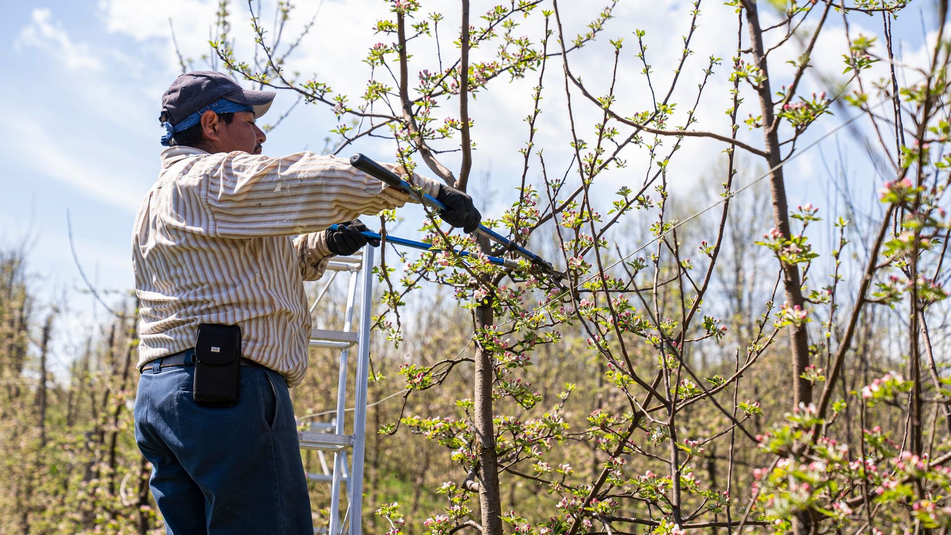 Person pruning branches in a blooming orchard on a sunny day