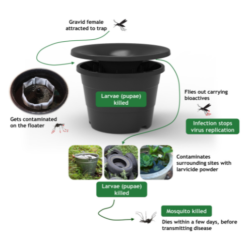 Diagram of a mosquito trap, showing how gravid females are attracted, larvae are killed, etc.