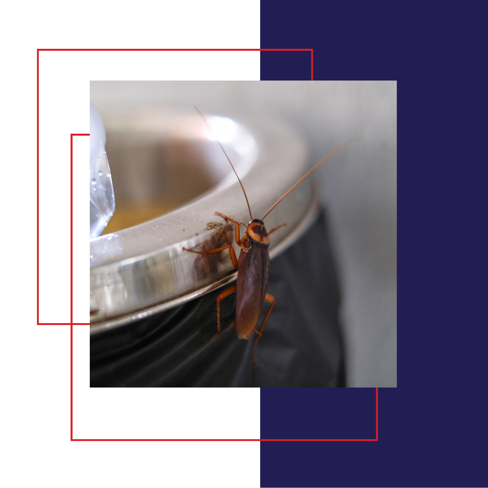 Cockroach on a trash can, with a red and blue graphic overlay.