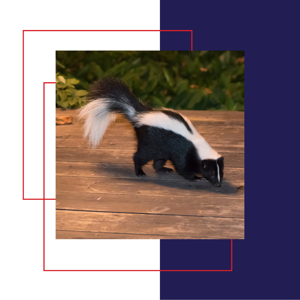 Skunk on a wooden surface, black and white fur, sniffing the ground. Background is dark green foliage.