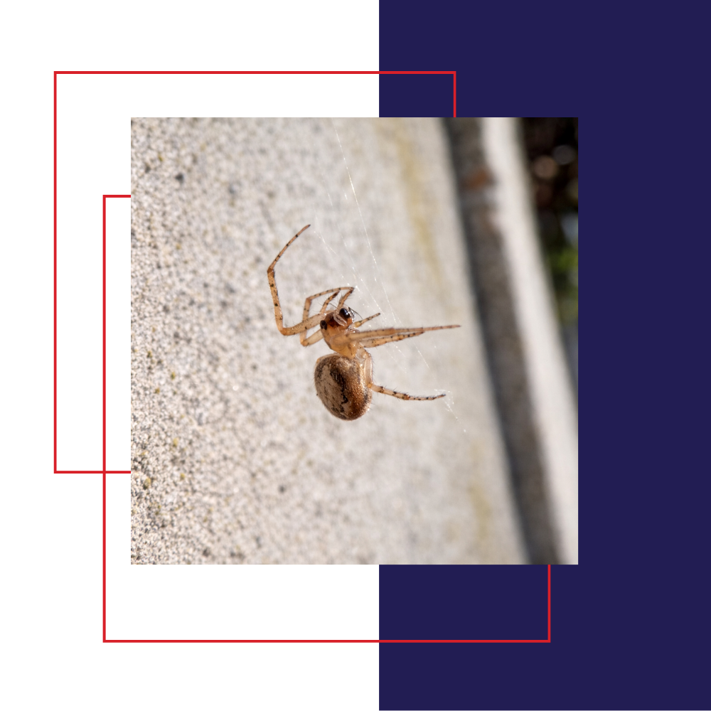 Spider on a light-colored wall, with a striped abdomen and long legs.