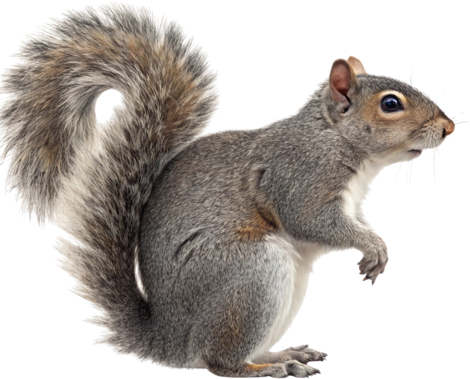 Gray squirrel with bushy tail, standing and looking right.