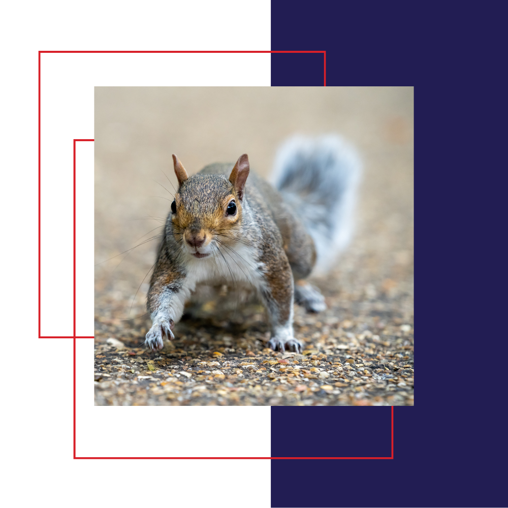 Squirrel running on a textured surface, with a blurred background. Framing elements in red, white, and navy.