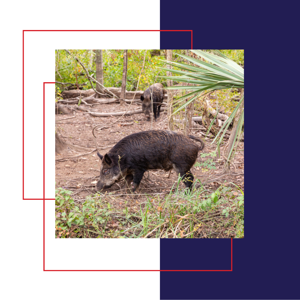Wild boars foraging in a wooded area. One in the foreground, another in the background.