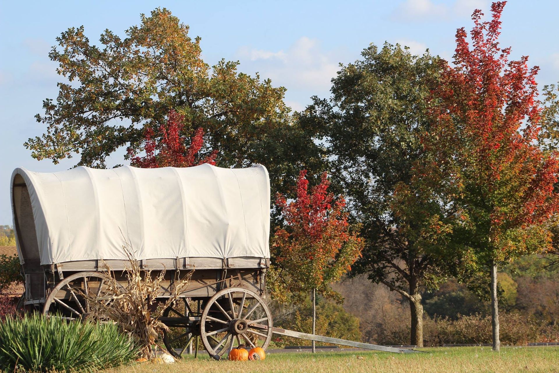 A covered wagon is parked in a field with pumpkins.