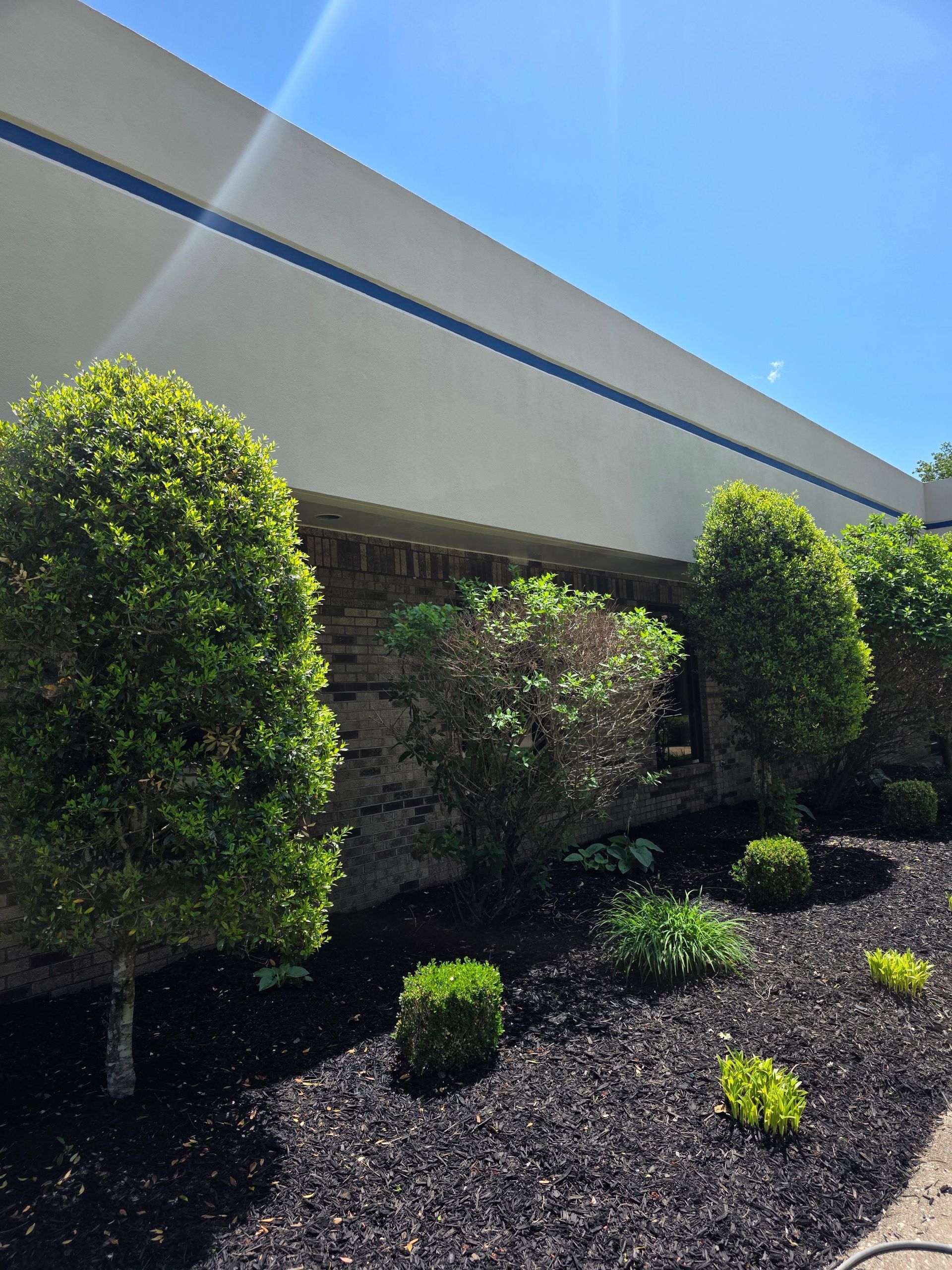 Modern building exterior with trimmed shrubs and black mulch under a blue sky