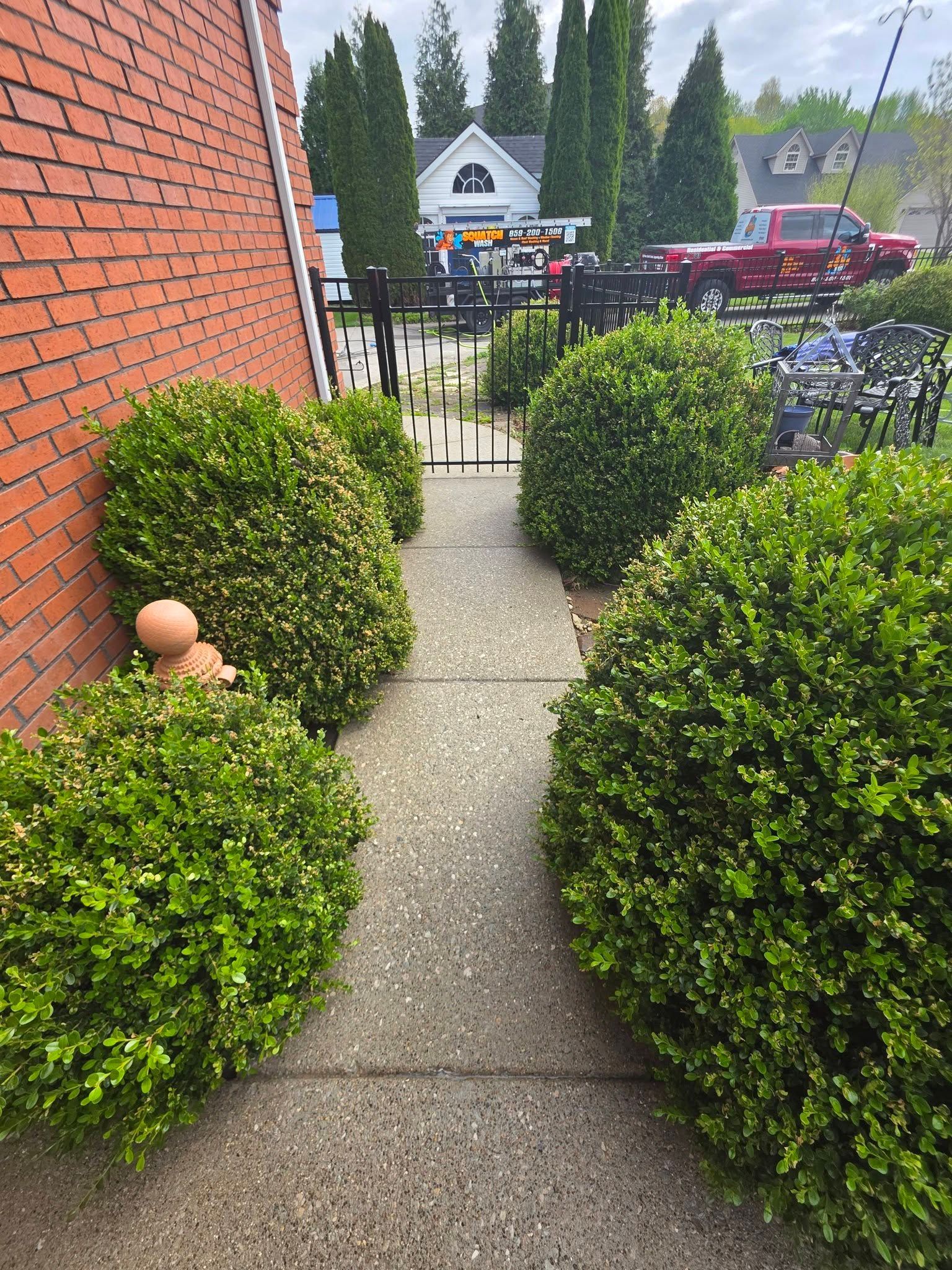Narrow garden path between trimmed bushes beside a red brick wall, leading to a street with parked cars.