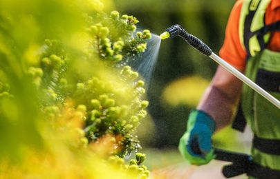 Gardener spraying yellow flowers with a hose, wearing gloves and a reflective vest