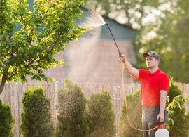 Gardener spraying plants with a hose in a sunny backyard