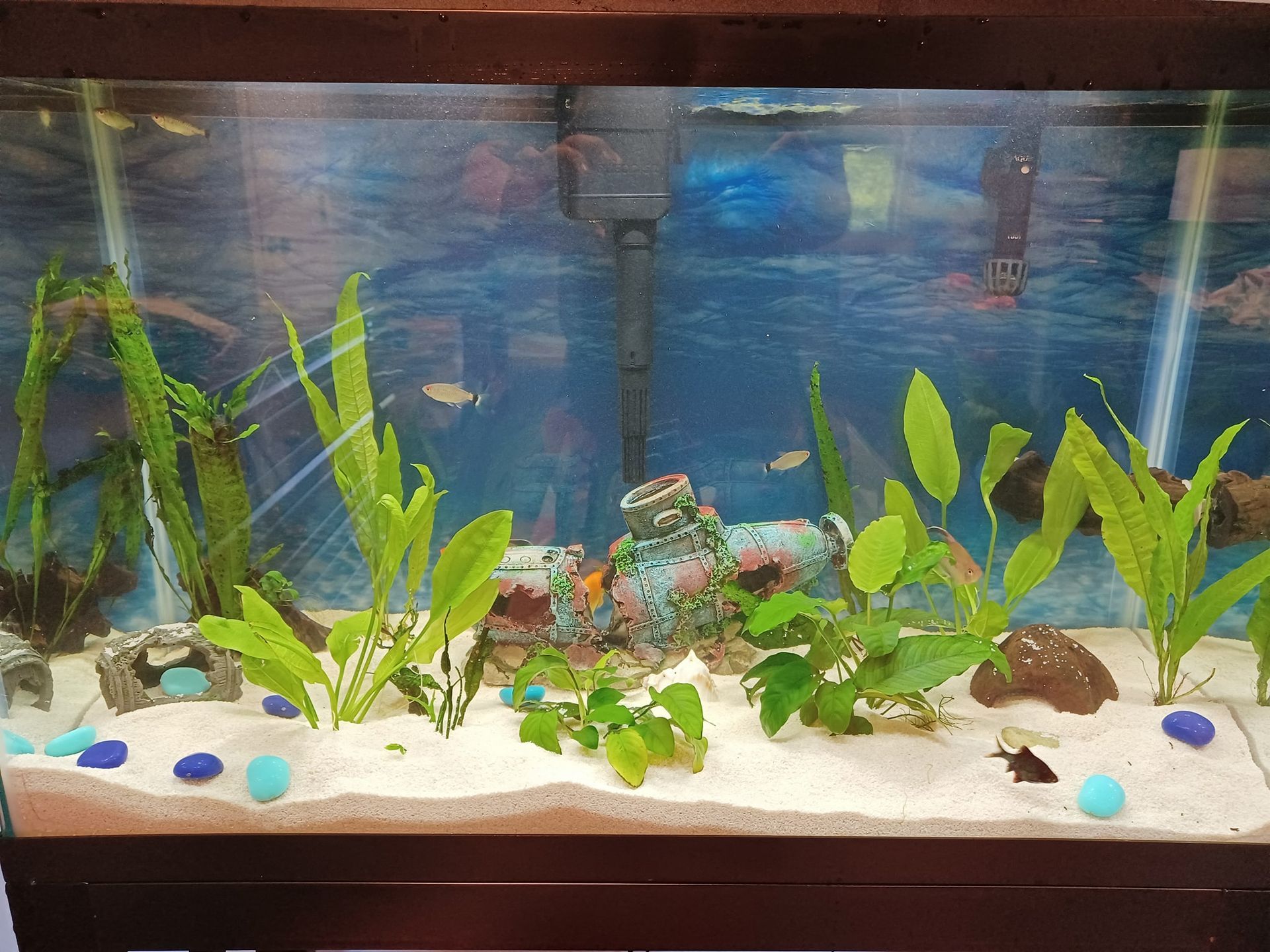 A fish tank filled with lots of plants and fish.