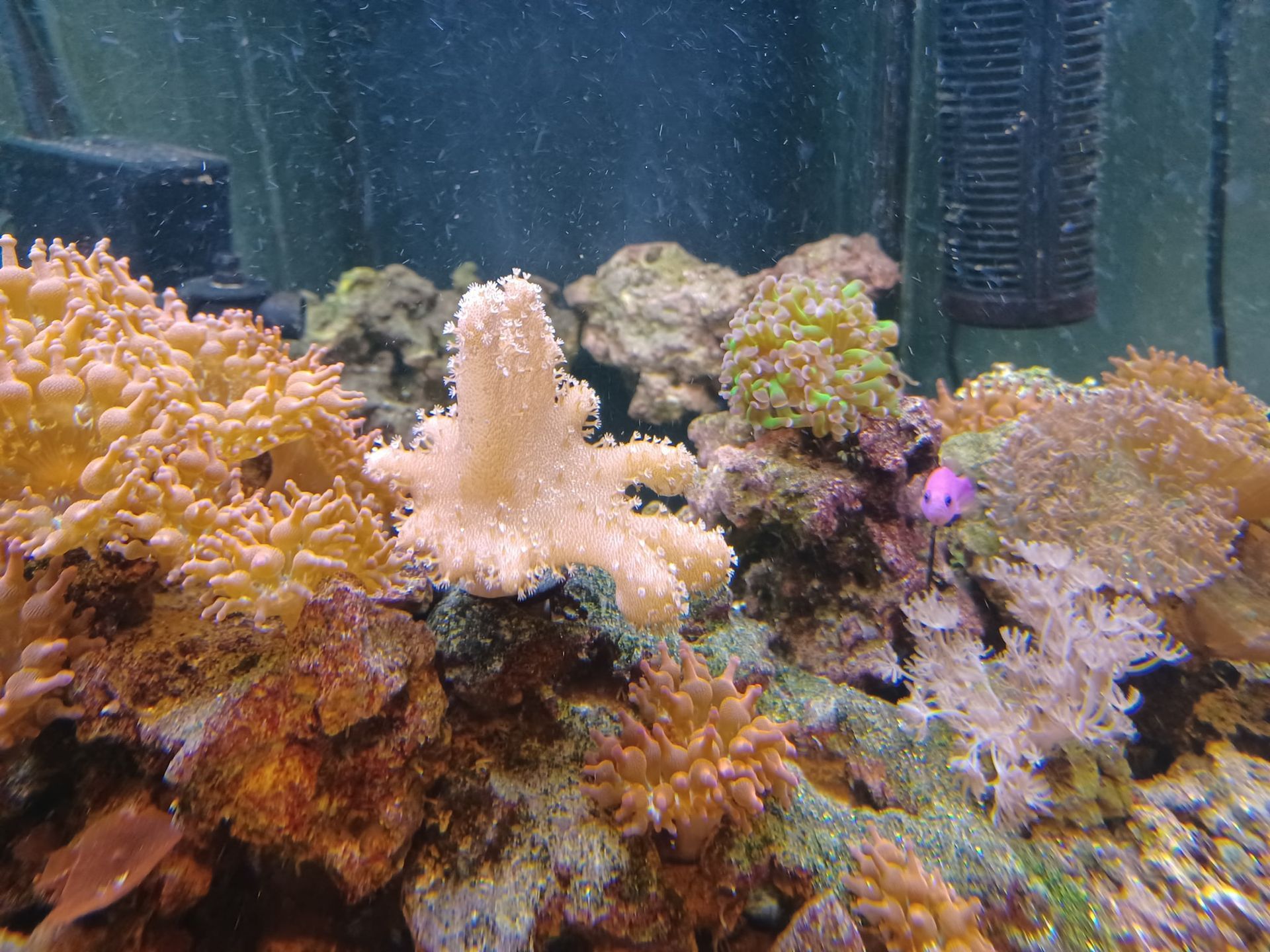 A coral reef with a pink coral in the middle