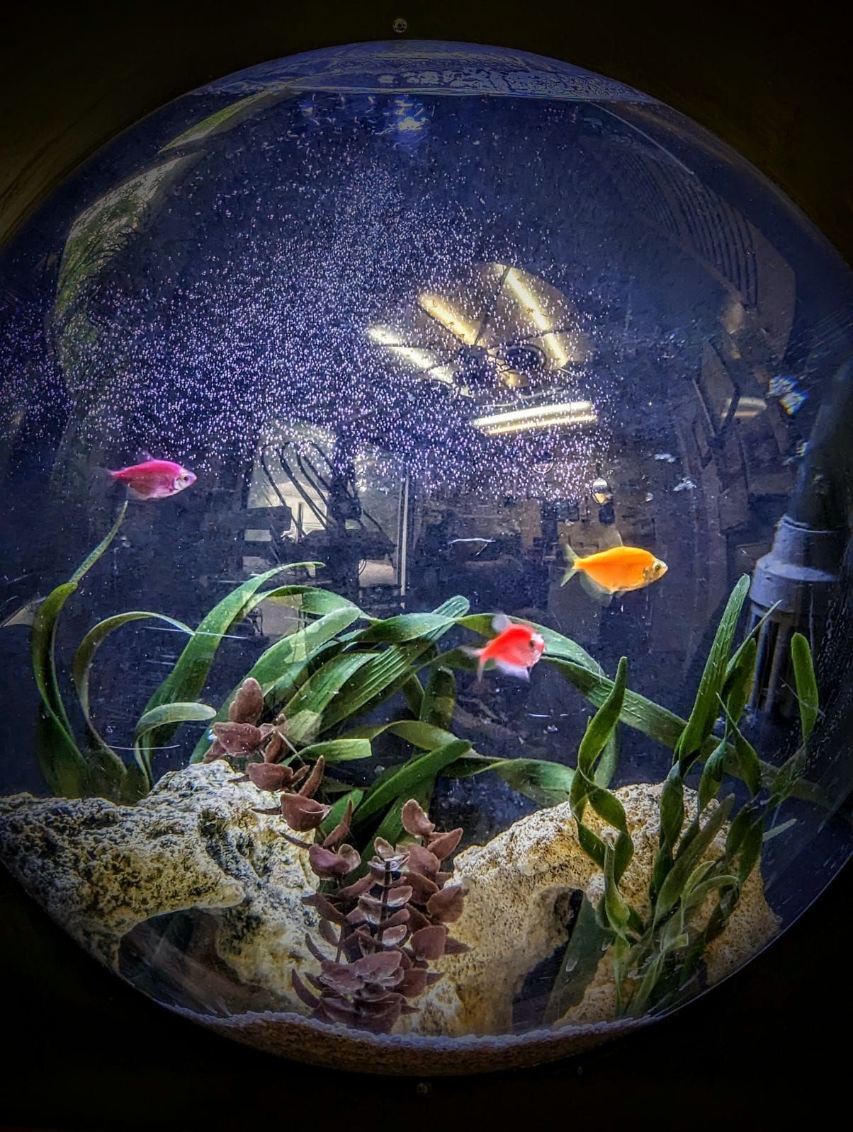 A fish tank filled with lots of fish and plants.