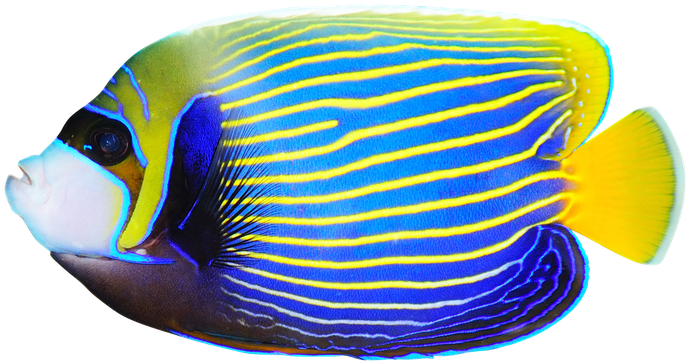 A blue and yellow fish with a yellow tail on a white background.