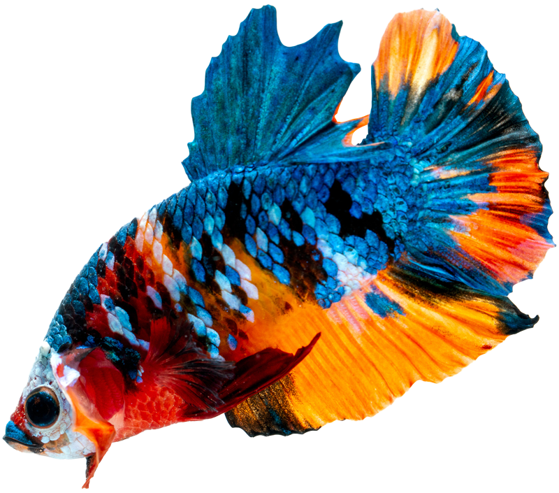 A colorful fish with a blue tail is swimming on a white background