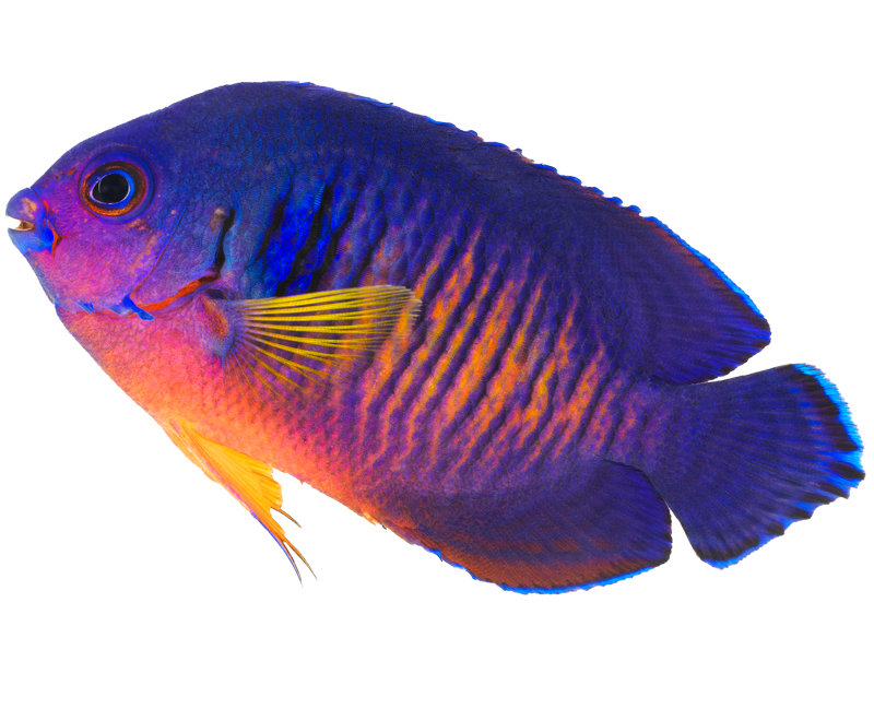 A purple fish with a yellow tail on a white background