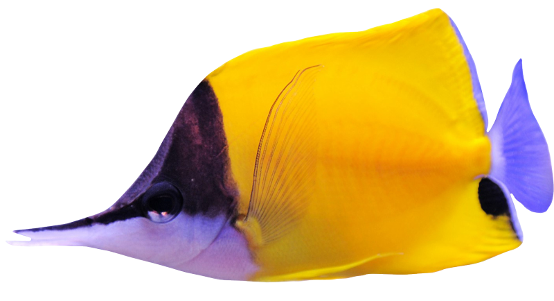 A yellow and purple fish on a white background